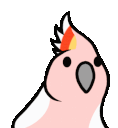 Pink Cockatoo